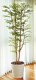 tree-c/観葉植物 造花 光触媒 ゴールデンリーフ 180cm