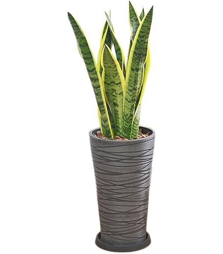 Amazon｜観葉植物 サンスベリア 鉢植え 【空気清浄効果】 鉢花
