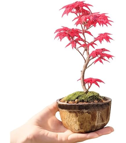 Amazon.co.jp: 盆栽 もみじ（出猩々）（ミニ）（3155） : DIY・工具
