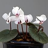 原種系シクラメン：コウム[コーム]白花（緑葉系）2.5号ポット ノーブランド品