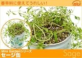 料理の香辛料に使えてうれしい♪ 「セージ」＜ハーブ缶＞ お料理のハーブ