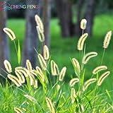 100pcs Ornamental grasses seeds, Bonsai Adorable Ornamental grass