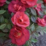 ポットローズ：ミニバラ・コーヒーオベーション4号プラ鉢植え[オベーションシリーズ] ノーブランド品