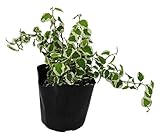 花市場直送便 苗 プミラ サニーホワイト 28入