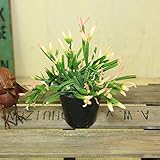 サボテン　多肉植物　観葉植物：リプサリスピンクサリー*プラ鉢