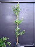 赤花 金宝樹 キンポウジュ 苗木 ブラシノキ 180CM 常緑樹