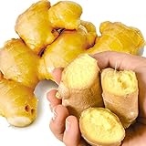 国華園　種しょうが 大特価 黄金ショウガ １㎏ / 種球 生姜 しょうが【※発送が国華園からの場合のみ正規品です】