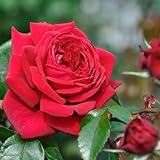 バラ苗 リパブリックドゥモンマルトル 国産新苗植え替え6号スリット鉢 四季咲き大輪 赤色系 フレンチローズ（デルバール)