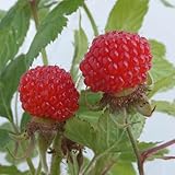 木いちご（キイチゴ）：ラズベリー プチルビー4号ポット[大実・豊産性] ノーブランド品