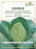 野菜の種 キャベツ・グロッソ