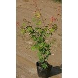 ヤマモミジ (山紅葉) P5号