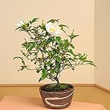 盆栽：ナニワノイバラ(瀬戸焼鉢）*