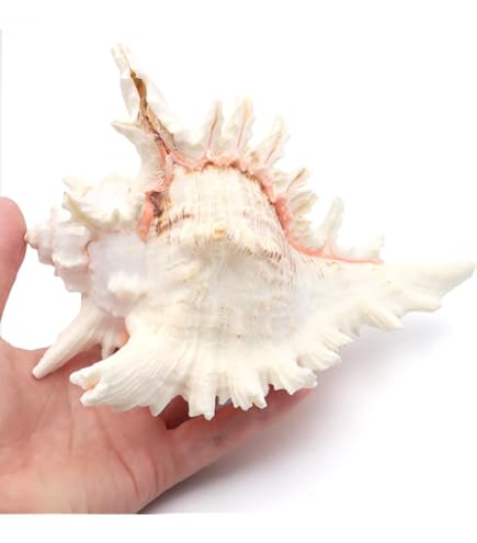 Amazon.co.jp: 特大 法螺貝 全長約38cm 1281g 笛 密教 魔除け 貝 貝殻