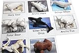 Montessori Arctic Polar Animal Match - Miniature Arctic Animal Toy Figurines with Matching Cards - 2