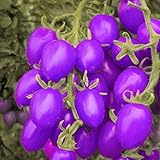 200pcs/bag tomato seeds purple cherry tomato Organic fruits seeds vegetables Healthy green food plan