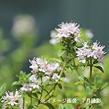 【紫桜館山の花屋】日本イブキジャコウソウ 9cmポット苗 (100ポットセット)