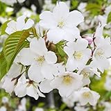 桜 苗木 大島桜 12cmポット苗 おおしまざくら さくら 苗 サクラ