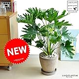 LAND PLANTS セローム 茶色エッグポットに植えた フロアサイズの フィロデンドロン