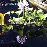 100 pcs/ packing New Water Hyacinth Seeds Best Germinate Pond Aquarium Seeds Indoor home Fissidens F