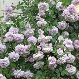 バラ苗 レイニーブルー 国産大苗裸苗 つるバラ(CL) 四季咲き 紫系