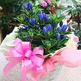 りんどう：いわて乙女 青い花