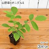 (盆栽)オニグルミ(鬼胡桃) 苗 4号(お買い得3ポットセット) 本州・四国限定[生体]