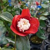 椿（ツバキ）の苗木　卜伴（ぼくはん）