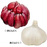 国華園　ニンニク種球　ご当地ニンニクセット　2種1組【※発送が国華園からの場合のみ正規品です】