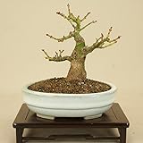 いよじ園 モミジ -獅子頭- （小品盆栽）