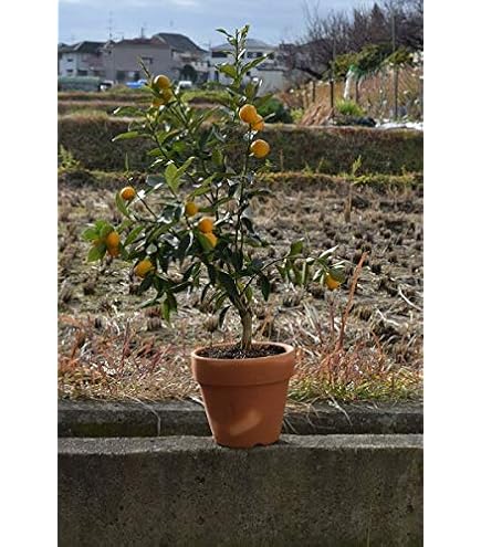 Amazon.co.jp: 花のギフト社 金柑鉢植え ニンポウ 金柑の木 きんかん