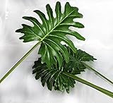 TomYumKung 8 Inch Tropical Palm Leaves 6 x Leaves