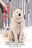 北海道犬がやって来て