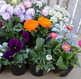 ノーブランド品 季節の花苗 (色とりどり多色系, 8ポット) outdoor