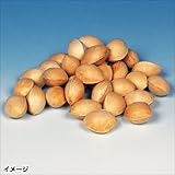 国華園　果樹苗　ギンナン　喜平R(メス木)　1株【※発送が国華園からの場合のみ正規品です】