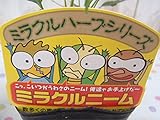 ミラクルニーム ポット苗 9cmポット(夏の虫よけ対策・ハーブ・エコ・天然植物性農薬・無害・苗)