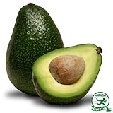 アボカド 苗 【メキシコーラ】 2年生 接ぎ木 ポット苗