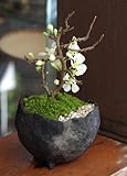 年に数回可憐な花が楽しめます【白長寿梅（しろちょうじゅばい）の盆栽（炭化焼締鉢】
