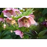 S1-クリスマスローズ（ピンク）ポット苗