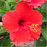 ハイビスカス ５号鉢植え【フレミング】晩秋まで咲き続け毎年楽しめる