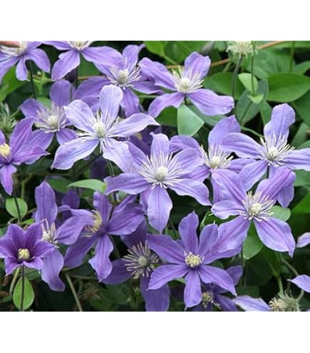 Amazon.co.jp: クレマチス ザ プレジデント 12cm苗 紫 【ラヌギノーサ