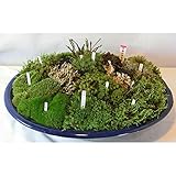 苔盆栽(大）[幅33cm×奥行24cm 何種類もの苔を植えこんだユニークな鉢植え、苔の品種名札付き] ノーブランド品