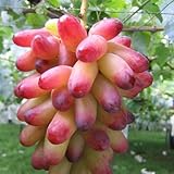 ぶどう 苗木 マニキュアフィンガー 12cmポット苗 ブドウ 苗 葡萄