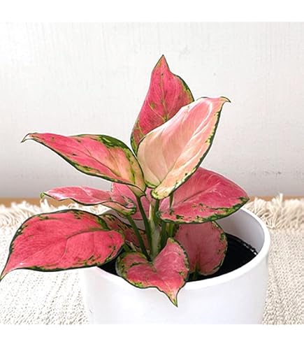 Amazon｜アグラオネマ ピクタム トリカラーa美苗観葉植物｜観葉植物