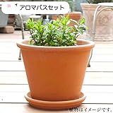 ハーブ 栽培 セット （ ペパー ミント ＆ スペア ミント ）/テラコッタ 鉢 プランター/鉢受皿 付 【 アロマ バス 用】