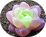100種子Lithops Pseudotruncatellaリビングストーンレア多肉植物種子ホームガーデンの植物の種子