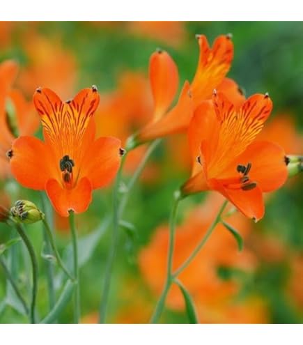 アルストロメリア　球根 国華園オンラインショップ / 秋植え球根 アルストロメリア6色