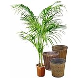 ケンチャヤシ 10号サイズ【バスケット(鉢カバー) 付き】 バスケット02