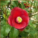 椿(ツバキ)の苗木 紺侘助