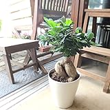 ガジュマル 多幸の木 6号鉢サイズ 鉢植え
