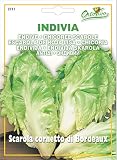 野菜の種 エンダイブ・ボルドー